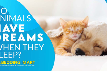 Do Animals Have Dreams When They Sleep?