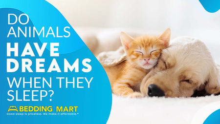 Do Animals Have Dreams When They Sleep?