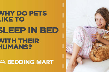 Why do Pets Like to Sleep in Bed With Their Humans?