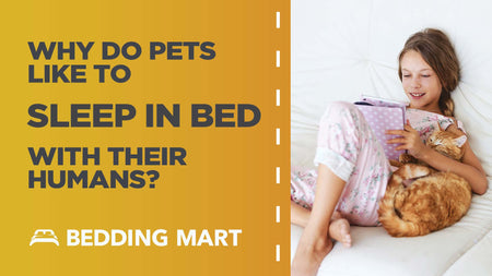 Why do Pets Like to Sleep in Bed With Their Humans?